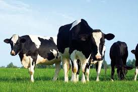 Koe in de wei, morgen overleg: een petitie!