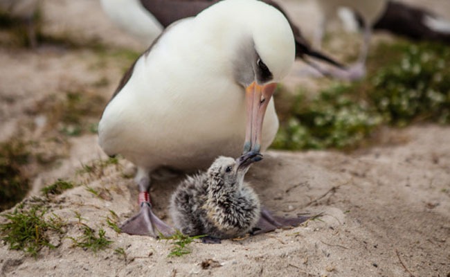 Albatros Wisdom (± 65!) brengt alweer een kuiken groot!!