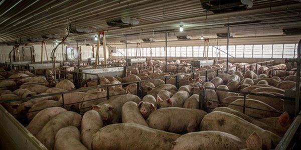 ‘Veganistisch opvoeden’ in Italië onder vuur van ultrarechts…… Een petitie!