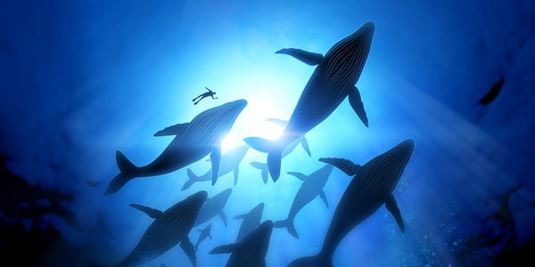 VS luchtmacht wil leefgebied walvissen middels militaire oefening bombarderen……