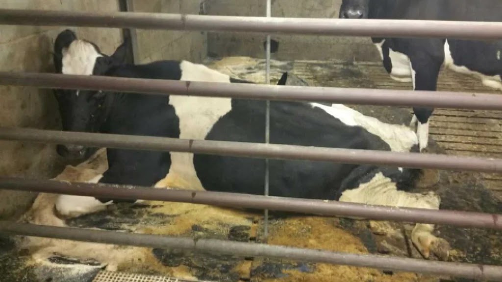 Dierenmishandeling: dieren op een vreselijke manier doodgemarteld in Nederlandse ‘horrorslachthuizen….’