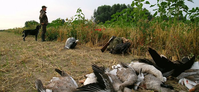 PvdD stemt per ongeluk voor massamoord op een miljoen ganzen…….