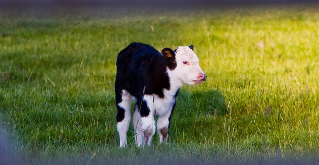 Red net geboren kalveren en andere jonge dieren van marteling en moord