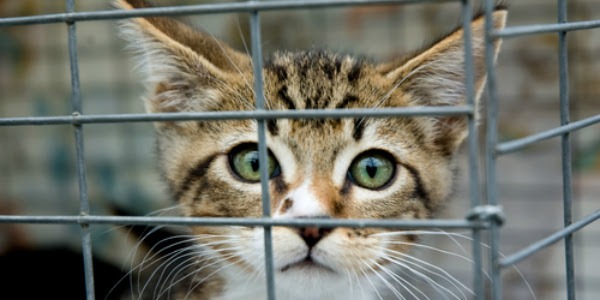 State University of New York voert gruwelijke experimenten uit op katten en zelfs op kittens…