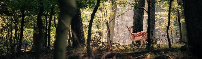 Staatsbosbeheer en Gelderland gooien natuurgebieden in de uitverkoop