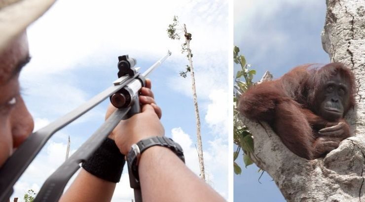 Orang oetan, zwanger en hongerend houdt zich vast aan de laatste boom terwijl bulldozers haar leefgebied vernielen voor palmolie