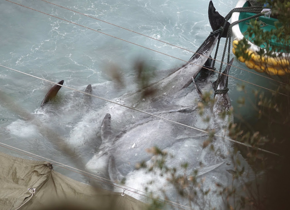 After a grueling hours-long chase, a pod of Risso’s dolphins is slaughtered, Taiji, Japan. Credit: DolphinProject.com