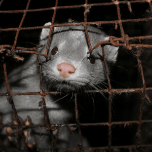 Nertsenfokkerijen per direct sluiten vanwege onnoemelijk dierenleed en het risico op COVID-19 besmettingen