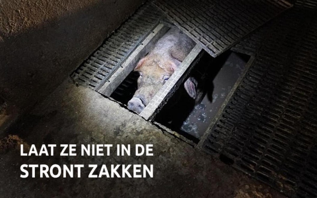 Een onmiddellijk verbod op de nieuwbouw van mestkelders onder megastallen