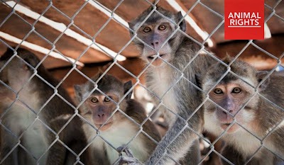 BPRC Rijswijk en apenhandelaar Hartelust uit Tilburg importeren wilde apen uit Mauritius om deze te mishandelen voor dierproeven