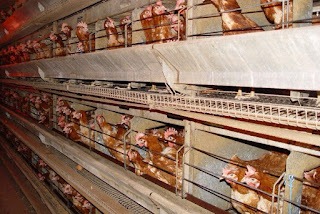 Burgerinitiatief tegen import en verkoop van bont in Nederland