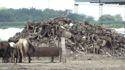 Nederland grootste importeur van fout paardenvlees uit Argentinië