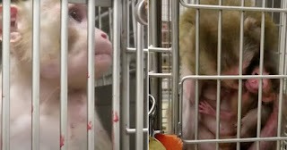 ‘Respectabele’ University of Wisconsin-Madison martelt apen op een uitermate sadistische manier…….