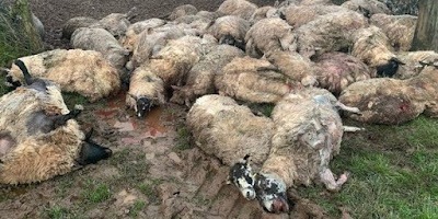 50 drachtige schapen vermoord door niet aangelijnde honden
