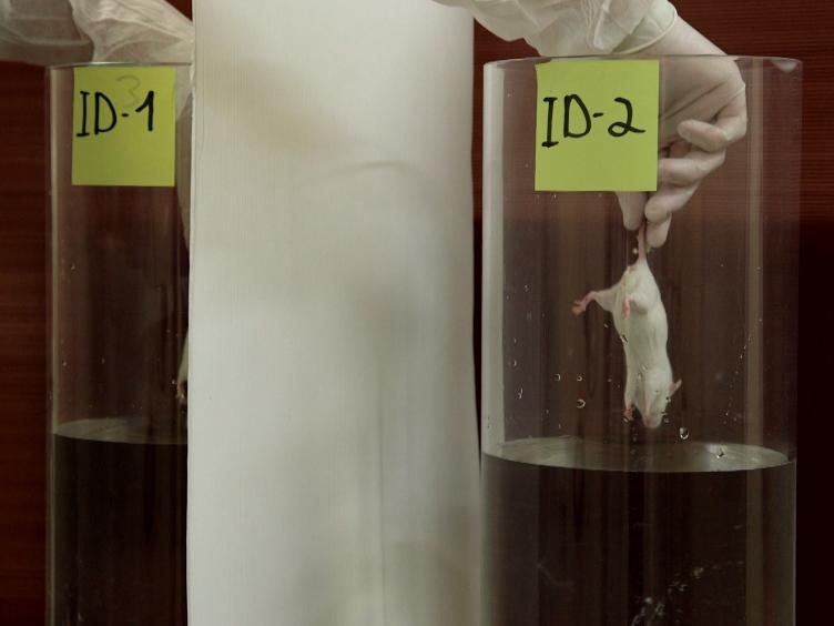 Hersenstichting financiert met jouw giften barbaarse dierproeven