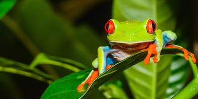 Nieuw internationaal onderzoek heeft aangetoond dat de mens in 50 jaar tijd meer dan de helft van het wild heeft doen verdwijnen