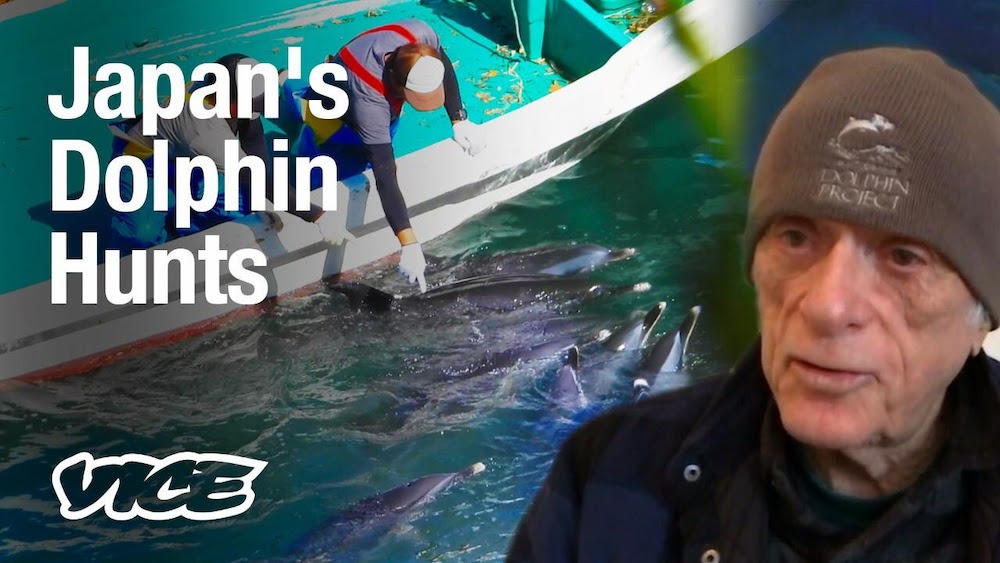 Japans wereldwijde dolfijn handel en de jaarlijkse massamoord op die slimme en mooie dieren