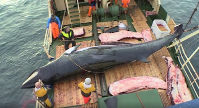 Ondanks een steeds verdere afname van de vraag naar walvisvlees geeft de Noorse regering toestemming om meer dan 2 keer zoveel dwergvinvissen te vermoorden dan in 2020