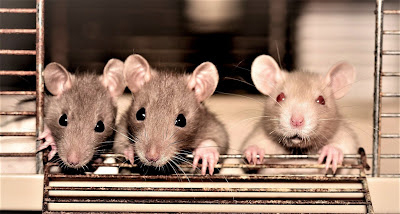 Ratjes