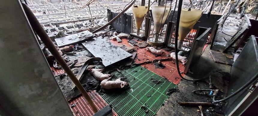 Onderzoeksraad voor Veiligheid: het is niet kosteneffectief boeren te verplichten om stalbranden te voorkomen…….