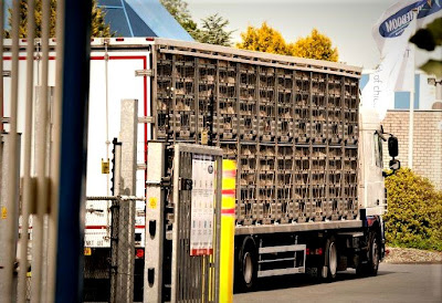 Foto: een vrachtwagen met kippen wacht in de zon voor het slachthuis