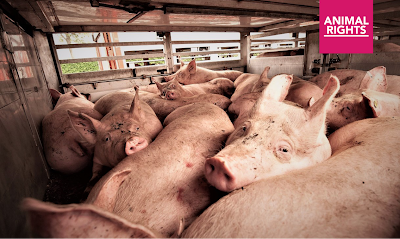 NVWA zet zieke dieren op transport, terwijl het haar taak is dit tegen te gaan