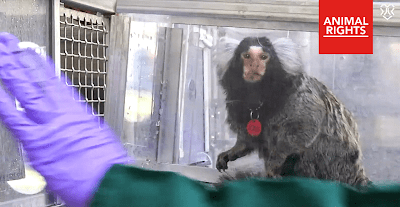 Foto: bange aap in kooi.