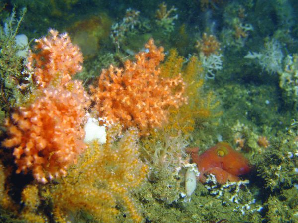 BP’s ‘gang naar duurzaamheid’: gaswinning in West-Afrika