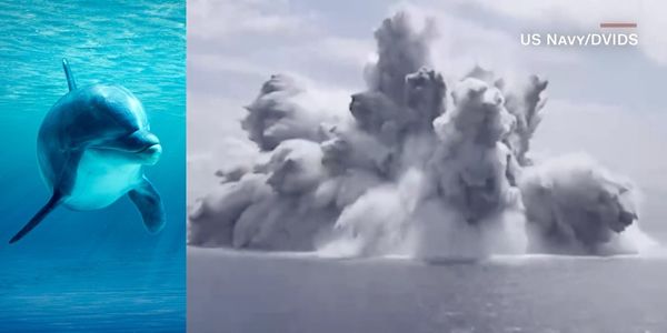 De VS heeft een bom van meer dan 18.000 kilo in zee tot ontploffing gebracht en daarmee een enorm aantal zeedieren vermoord