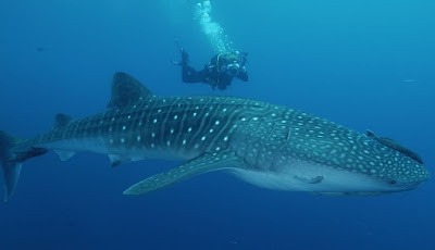 Haaien sterven uit: ingrijpen van de mens van het grootste belang