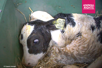 Dierenmishandeling in uiterst barbaarse vorm: mishandeling van net geboren kalveren door kaasmaker Grana Padano: AH en Jumbo zijn grote afnemers