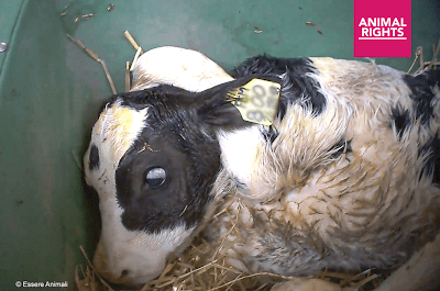 Dierenmishandeling in uiterst barbaarse vorm: mishandeling van net geboren kalveren door kaasmaker Grana Padano: AH en Jumbo zijn grote afnemers