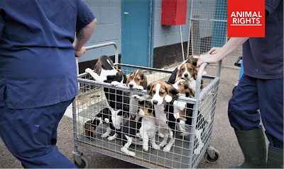 Zware dierenmishandeling bij dierproeven op beagles