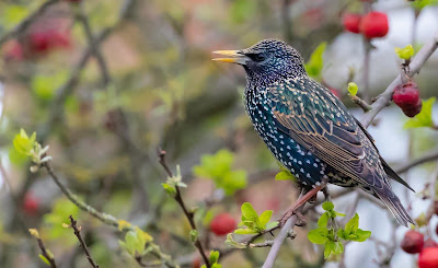 Foto: spreeuw in boom