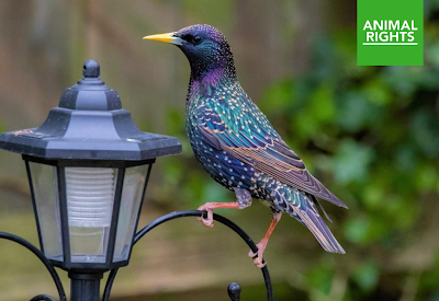 Dierenmishandeling op grote schaal: Utrechts provinciebestuur laat spreeuwen massaal afschieten, ondanks enorme afname van deze vogelsoort