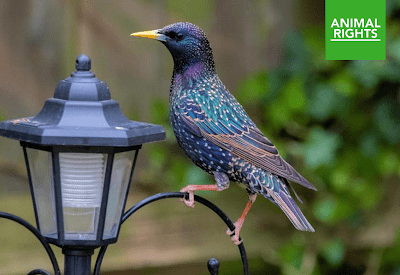 Foto: spreeuw op lantaarn