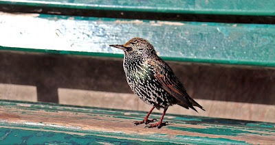 Foto: kleine spreeuw op bankje