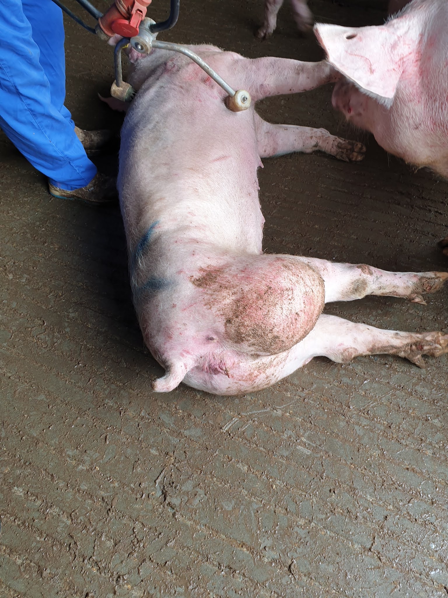 Dierenmishandeling op grote schaal: NVWA nog steeds in de fout: ernstig zieke dieren geëxporteerd naar buitenlandse slachthuizen