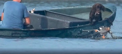 Foto: binnenhalen lokeend