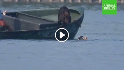 Video: jacht met levende lokeenden