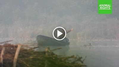 Video: lokeenden in het water