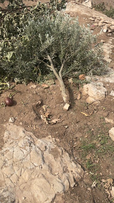 Bezette West Bank: zelfs de olijfbomen van Palestijnen worden vernietigd onder bescherming van het Israëlische leger
