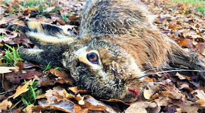Foto: doodgeschoten haas