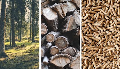 De verbranding van hele bossen als ‘biomassa’ moet gestopt worden