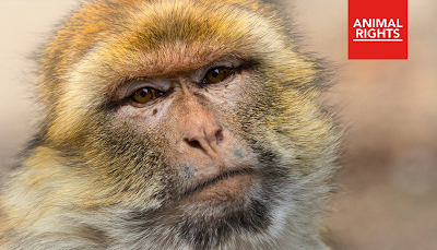 Dierenmishandeling: Nederlands Herseninstituut martelt apen op een vreselijke manier