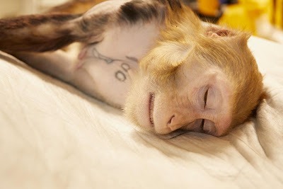 Foto: aap bij het BPRC