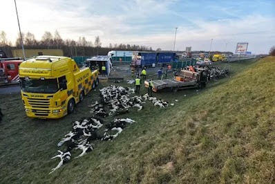 Stier doodt chauffeur tijdens uitladen van vee bij slachthuis; andere chauffeur verantwoordelijk voor dood kalveren door omslaan vrachtwagen…..