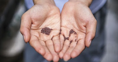 Europese Commissie overweegt genetisch gemanipuleerd voedsel toe te staan: de weg naar CETA en TTIP