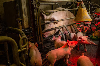 Het houden van moedervarkens tussen stangen, een vreselijke marteling, moet anno 2022 eindelijk worden verboden