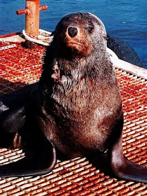 Tasmaanse zalm kwekers vermoorden zeehonden met schoten en onderwater explosies